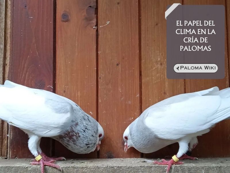 El papel del clima en la cría de palomas