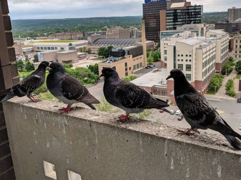 El problema de las palomas en el balcón.