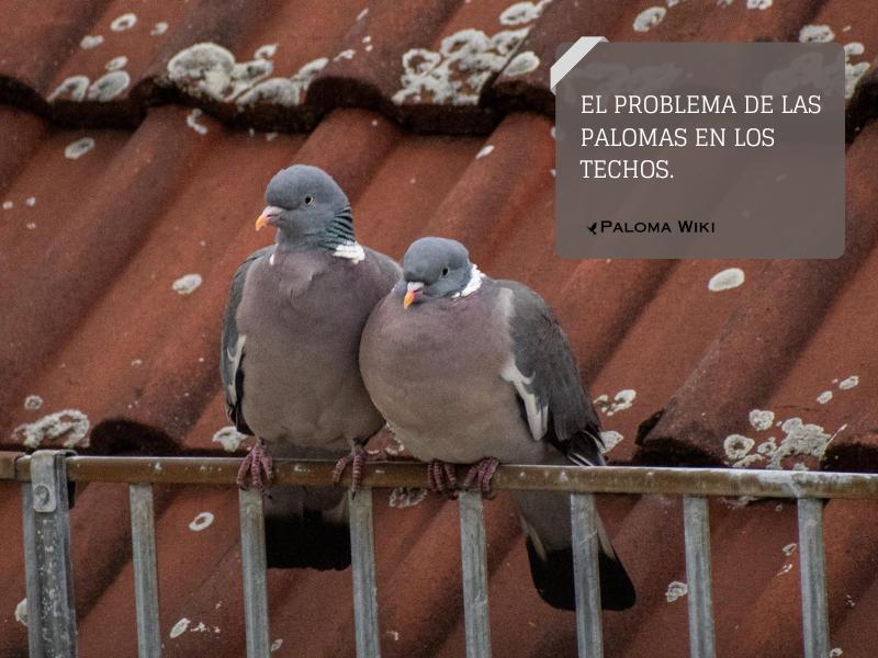 El problema de las palomas en los techos.