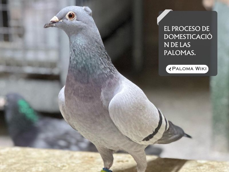 El proceso de domesticación de las palomas.