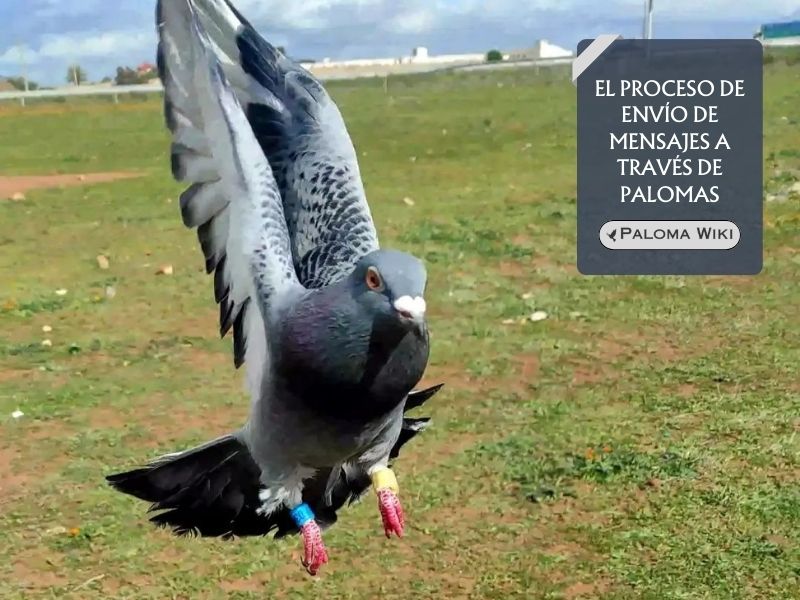 El proceso de envío de mensajes a través de palomas