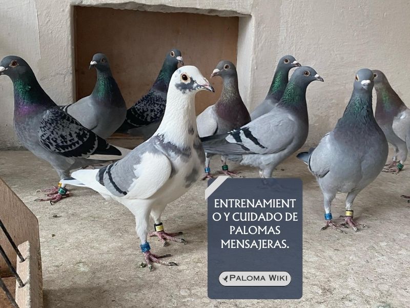 Entrenamiento y cuidado de palomas mensajeras.