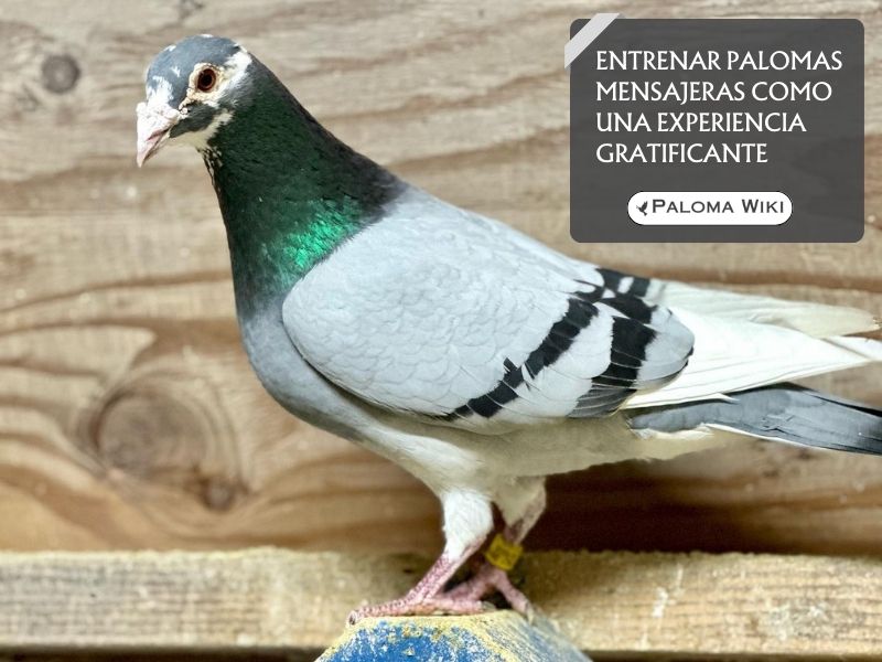 Entrenar palomas mensajeras como una experiencia gratificante