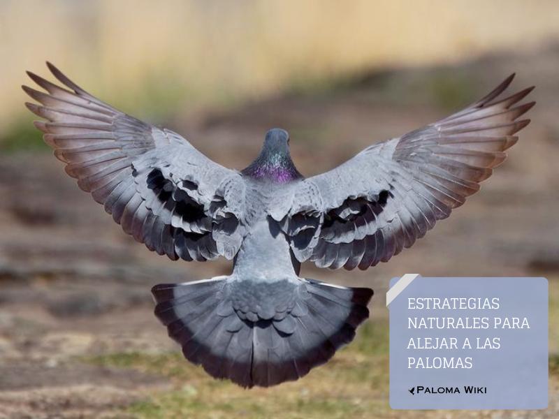 Estrategias naturales para alejar a las palomas