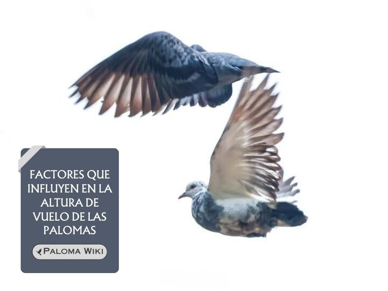 Factores que influyen en la altura de vuelo de las palomas