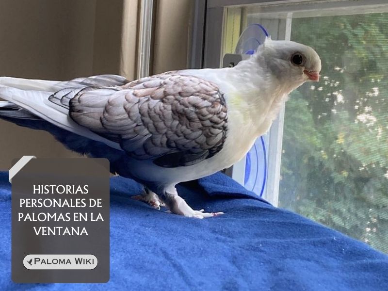 Historias personales de palomas en la ventana