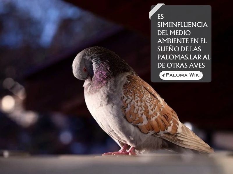 Influencia del medio ambiente en el sueño de las palomas.