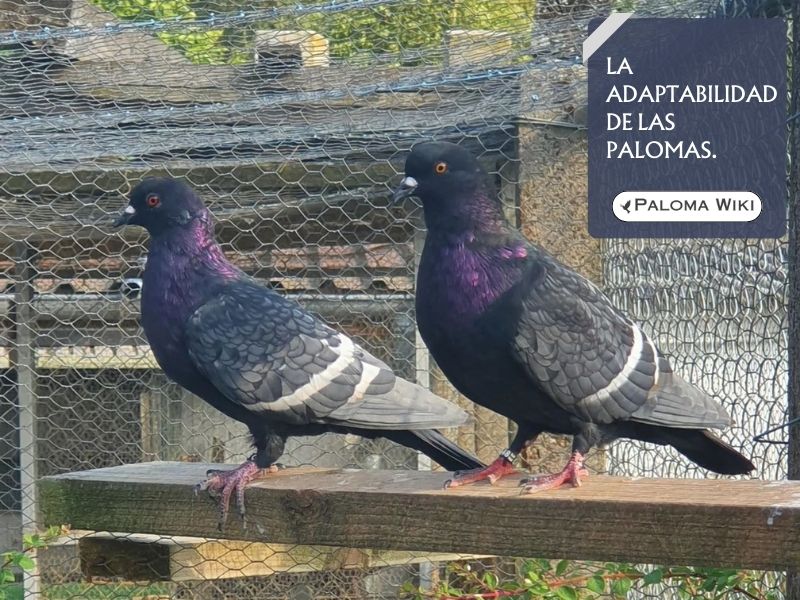 La adaptabilidad de las palomas.