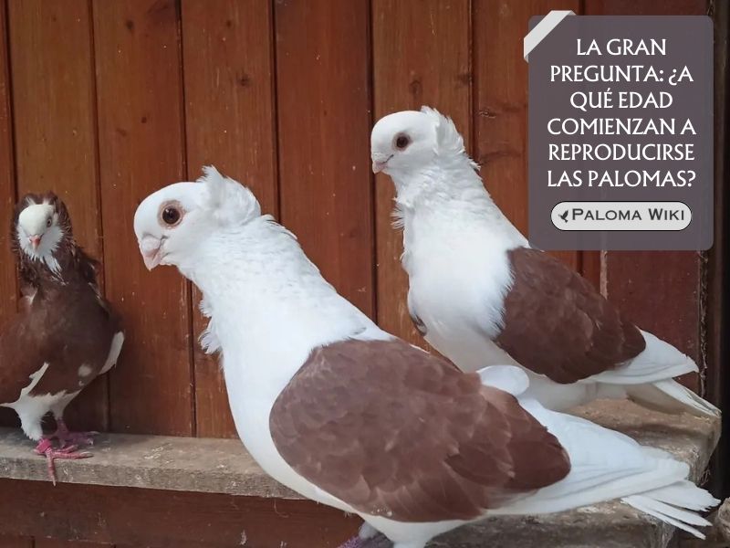 La gran pregunta: ¿A qué edad comienzan a reproducirse las palomas?