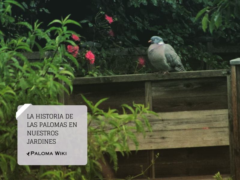 La historia de las palomas en nuestros jardines