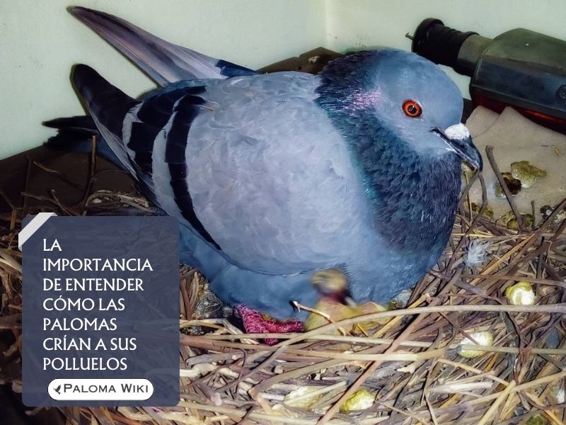 La importancia de entender cómo las palomas crían a sus polluelos