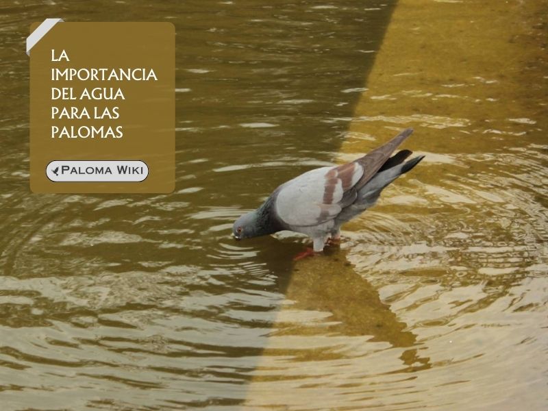 La importancia del agua para las palomas