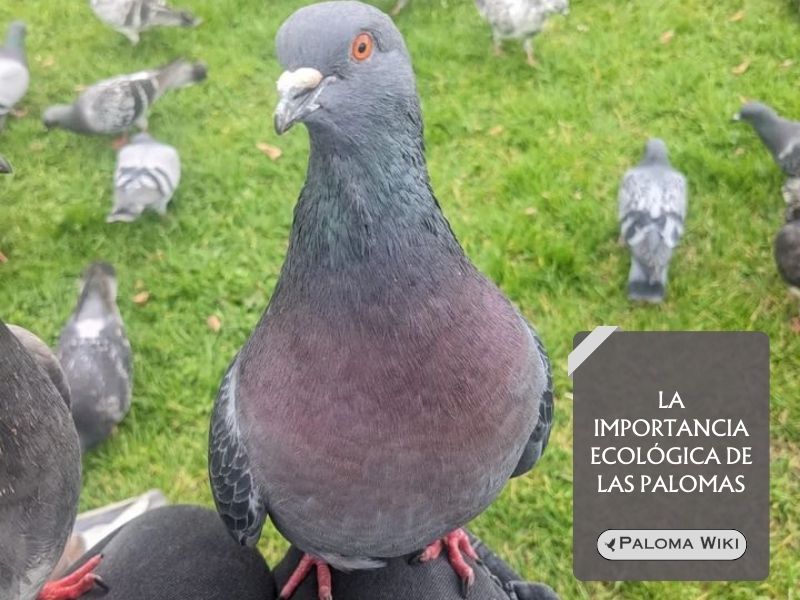 La importancia ecológica de las palomas