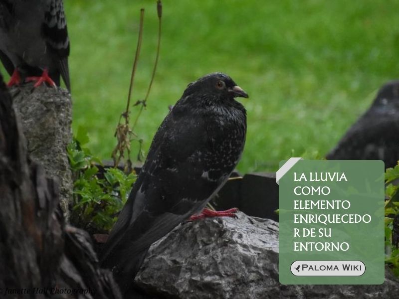 La lluvia como elemento enriquecedor de su entorno