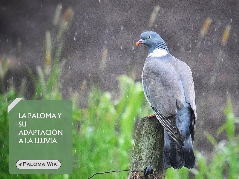 La paloma y su adaptación a la lluvia