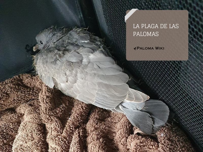 La plaga de las palomas