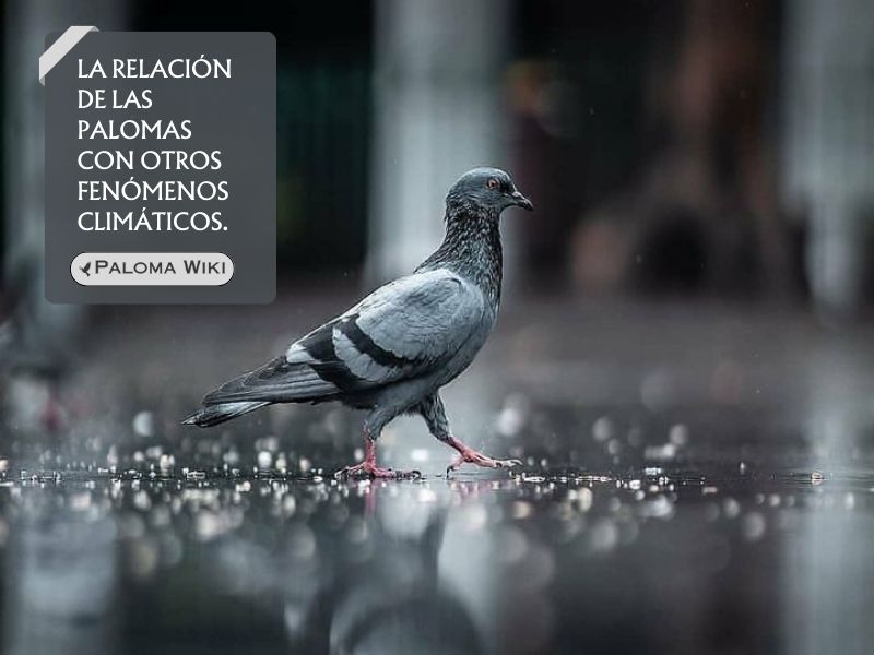 La relación de las palomas con otros fenómenos climáticos.