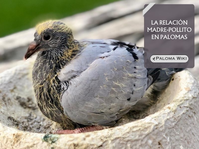 La relación madre-pollito en palomas