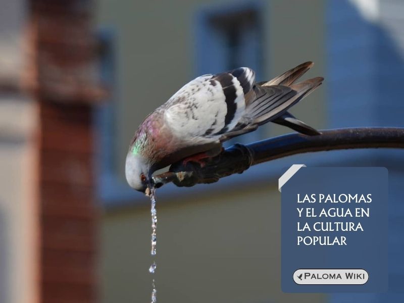 Las palomas y el agua en la cultura popular