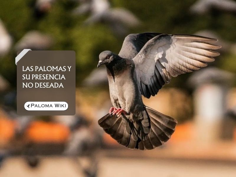 Las palomas y su presencia no deseada