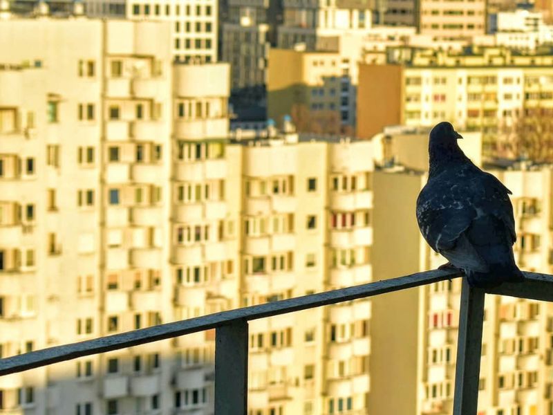 Manejo ético de las palomas