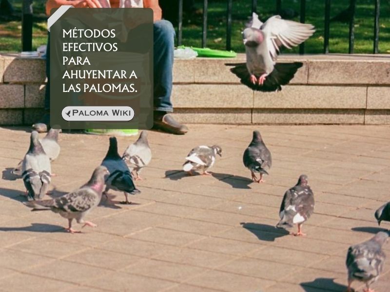 Métodos efectivos para ahuyentar a las palomas.