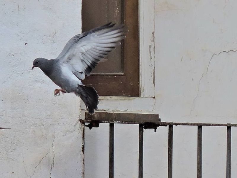 Métodos naturales para ahuyentar a las palomas del balcón.