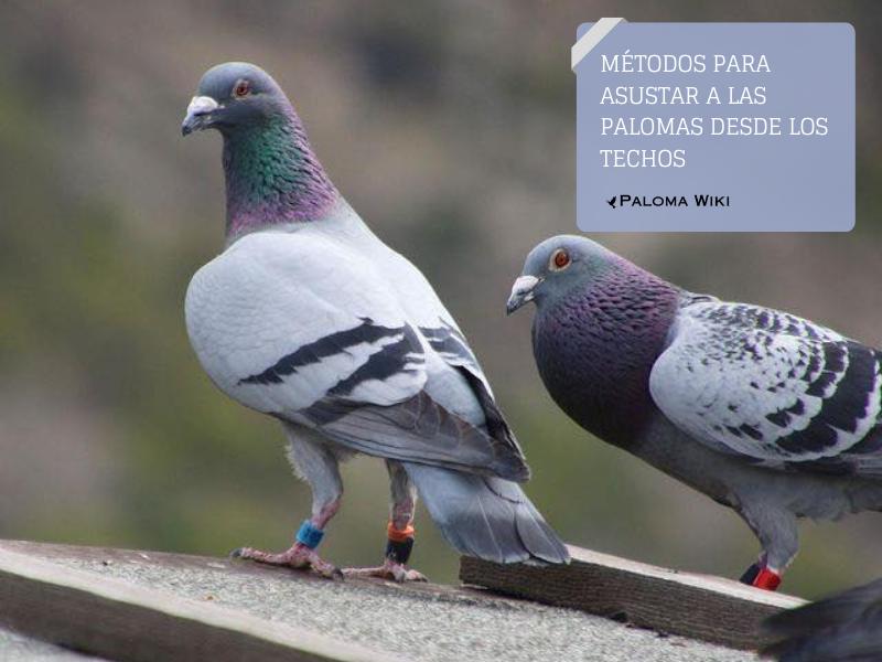 Métodos para asustar a las palomas desde los techos.