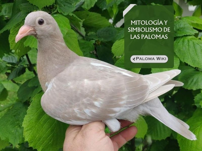 Mitología y simbolismo de las palomas