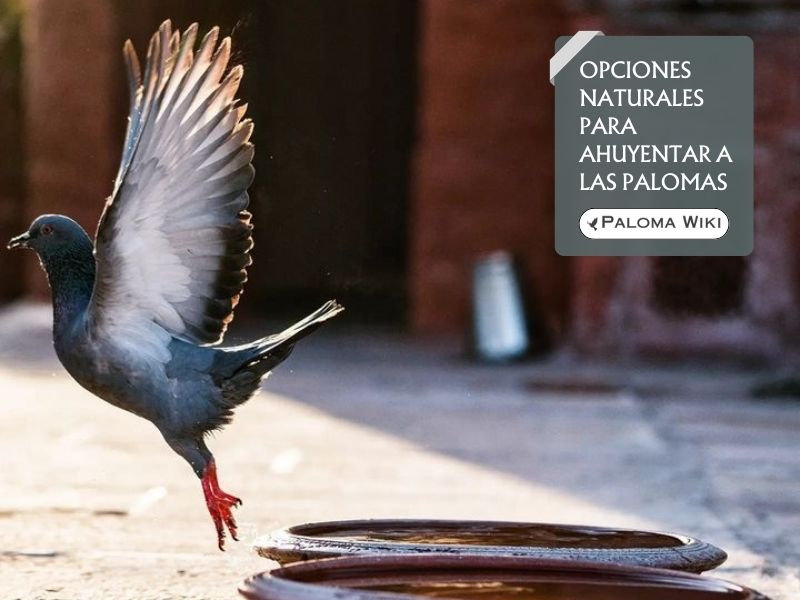 Opciones naturales para ahuyentar a las palomas