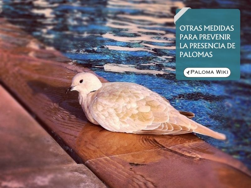 Otras medidas para prevenir la presencia de palomas