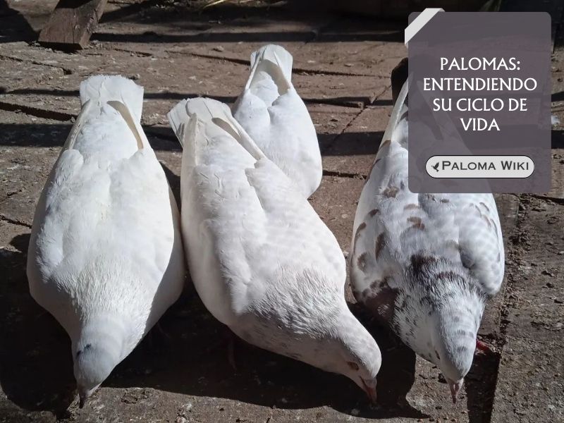 Palomas: entendiendo su ciclo de vida