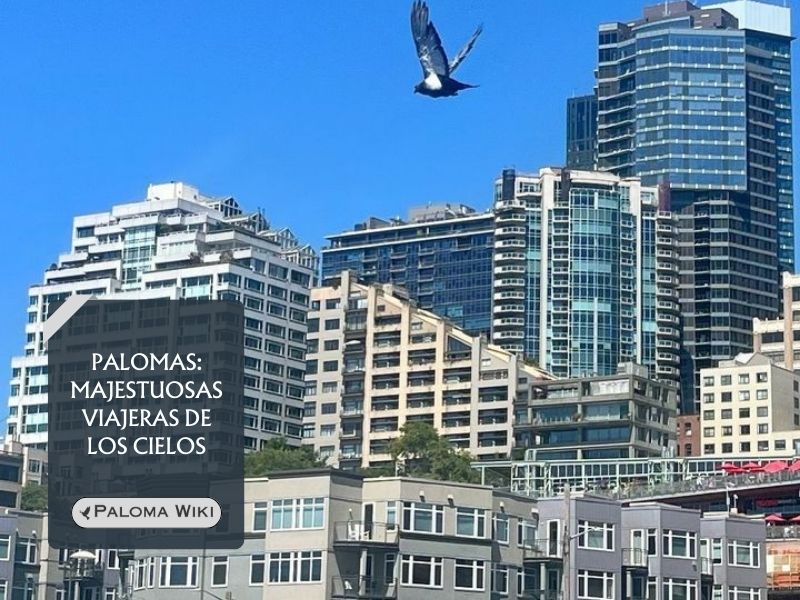 Palomas: majestuosas viajeras de los cielos