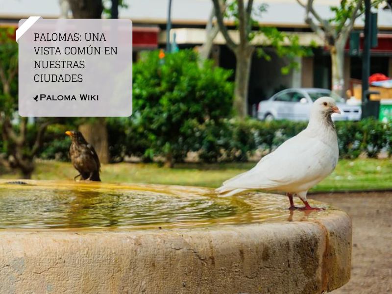 Palomas: una vista común en nuestras ciudades