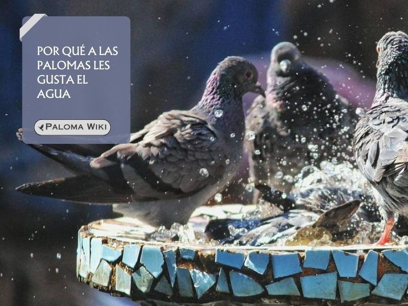 Por qué a las palomas les gusta el agua