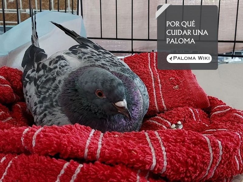 Por qué cuidar una paloma