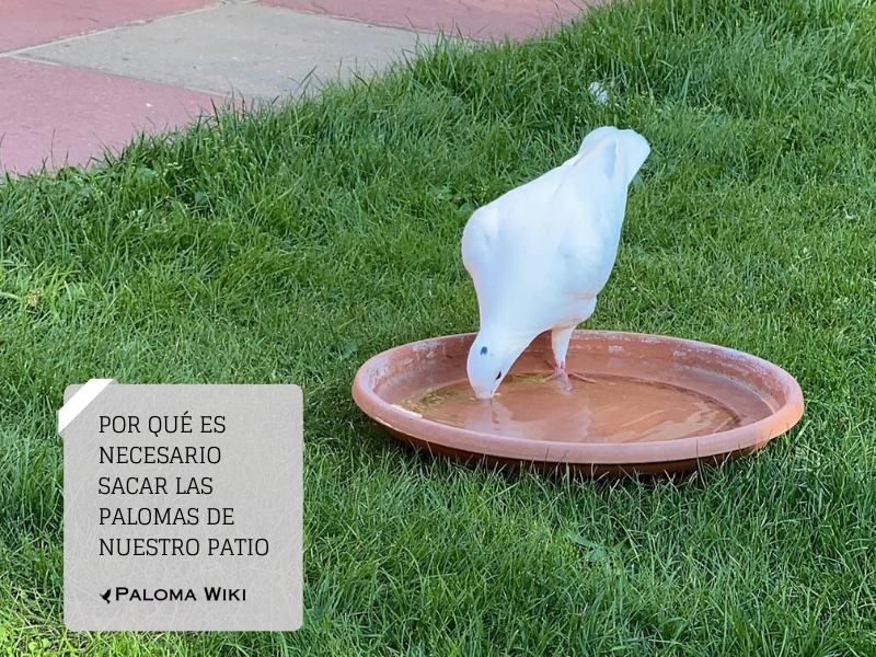 Por qué es necesario sacar las palomas de nuestro patio