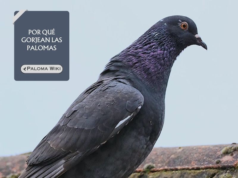 Por qué gorjean las palomas