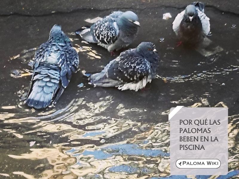 Por qué las palomas beben en la piscina