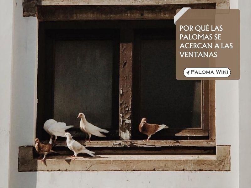 Por qué las palomas se acercan a las ventanas