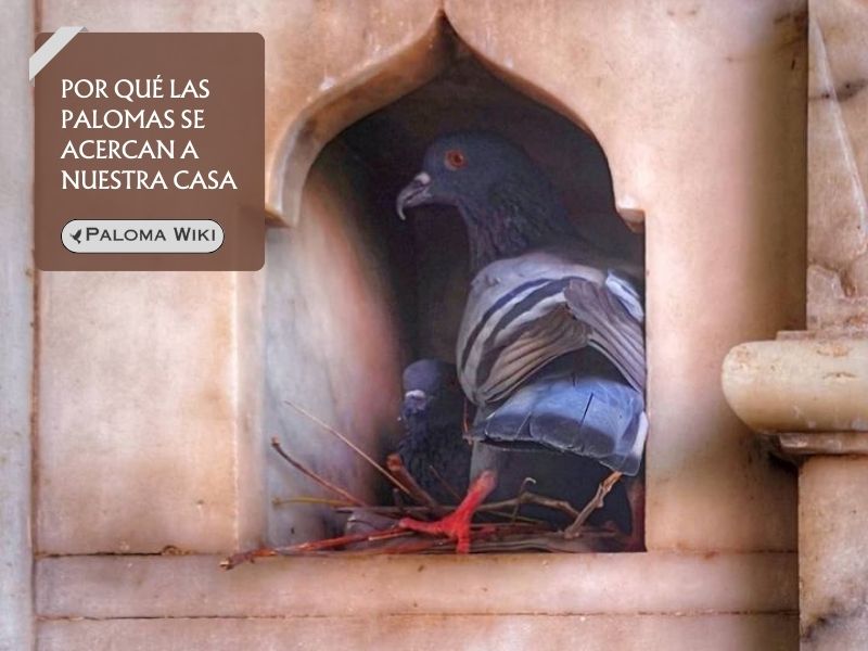 Por qué las palomas se acercan a nuestra casa