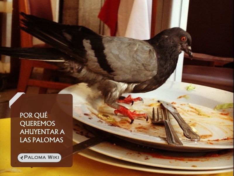 Por qué queremos ahuyentar a las palomas