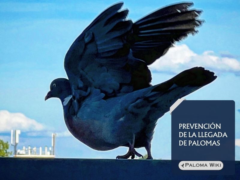 Prevención de la llegada de palomas