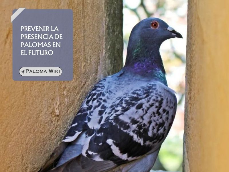 Prevenir la presencia de palomas en el futuro