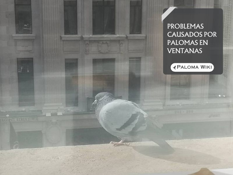 Problemas causados por palomas en ventanas