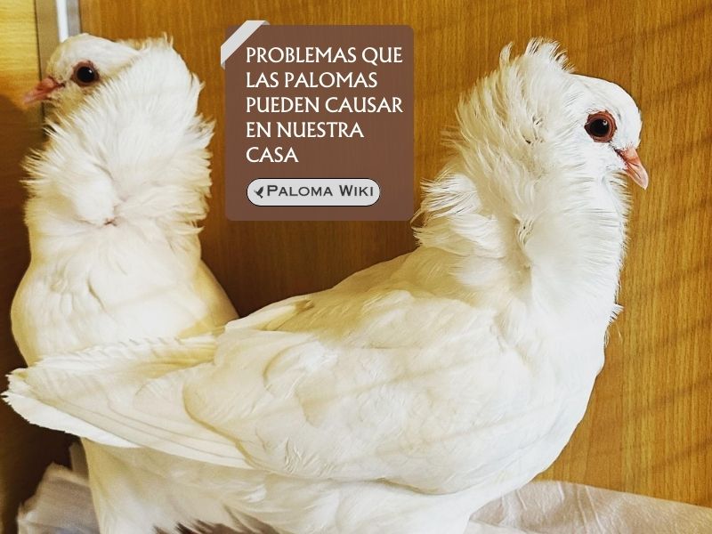 Problemas que las palomas pueden causar en nuestra casa