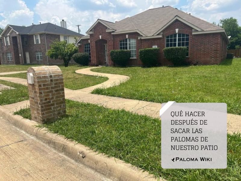 Qué hacer después de sacar las palomas de nuestro patio