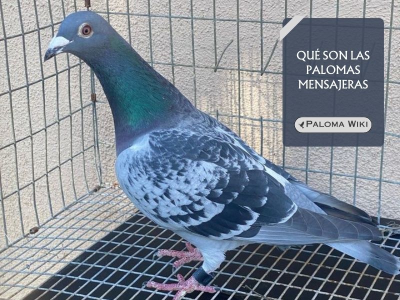 Qué son las palomas mensajeras