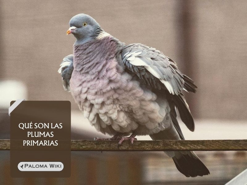 Qué son las plumas primarias