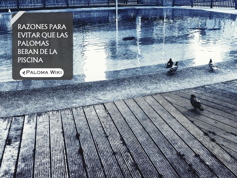 Razones para evitar que las palomas beban de la piscina